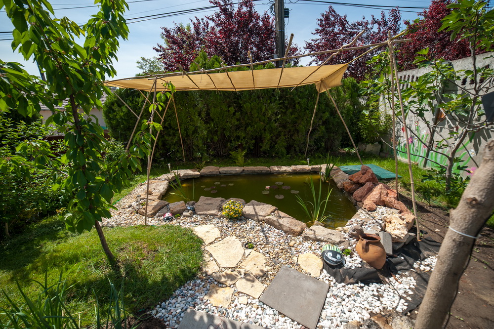 my garden pond